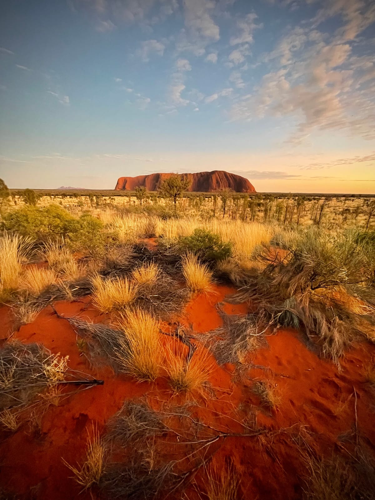 Fine red desert grasses catching low warm light, the land soft and open.