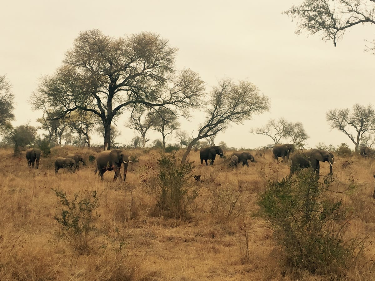 Open savanna scattered with bare trees and distant grazing animals under a pale overcast sky.