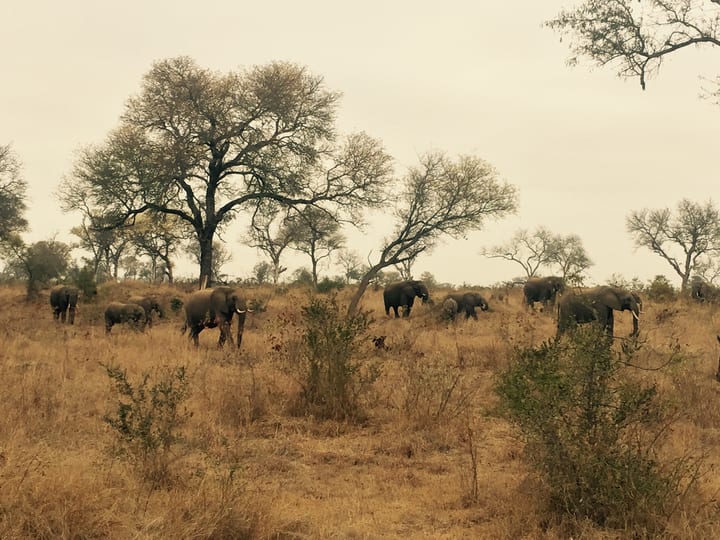 Open savanna scattered with bare trees and distant grazing animals under a pale overcast sky.