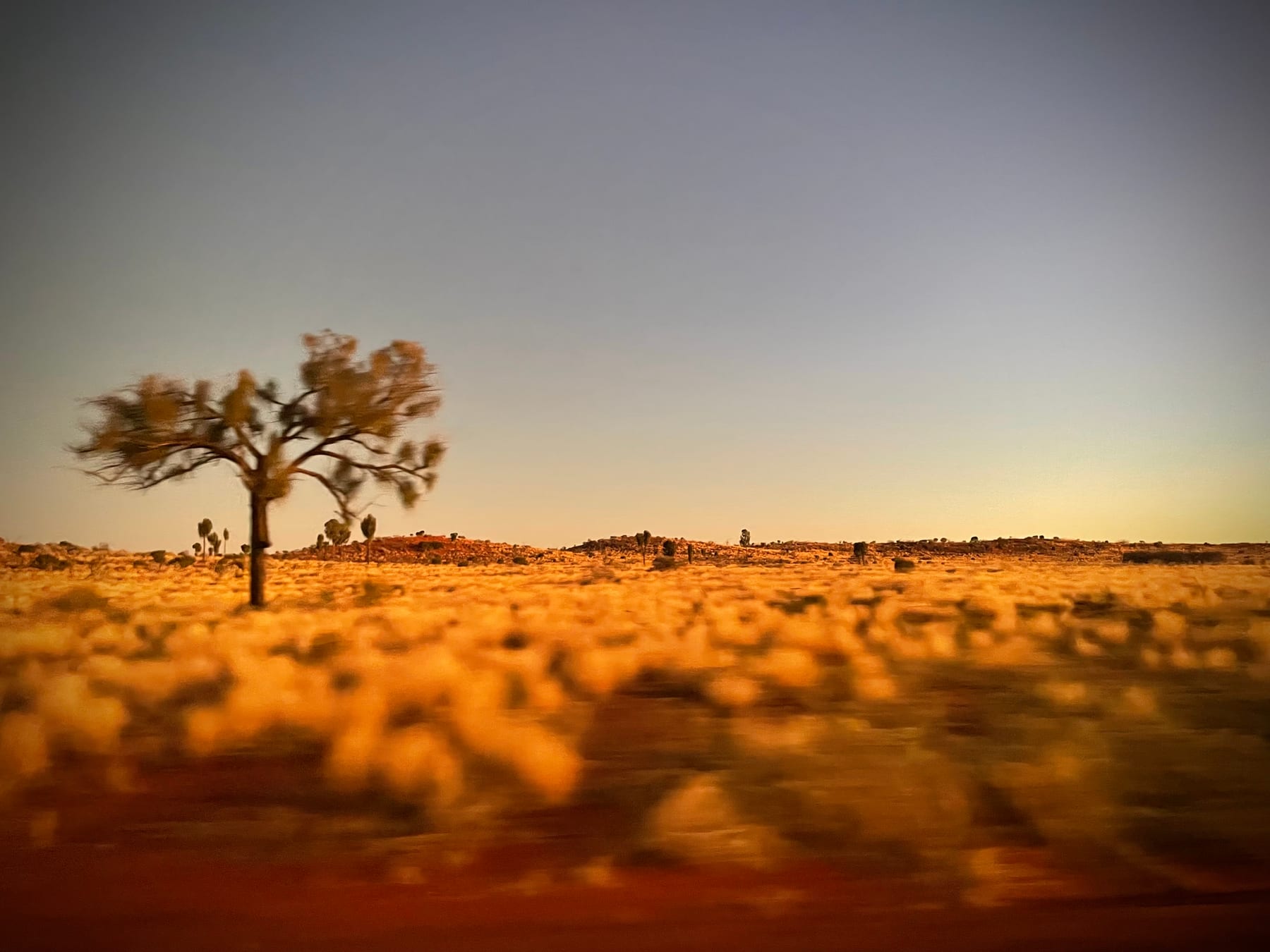 A solitary desert tree on a vast golden plain at low light, the horizon far away.