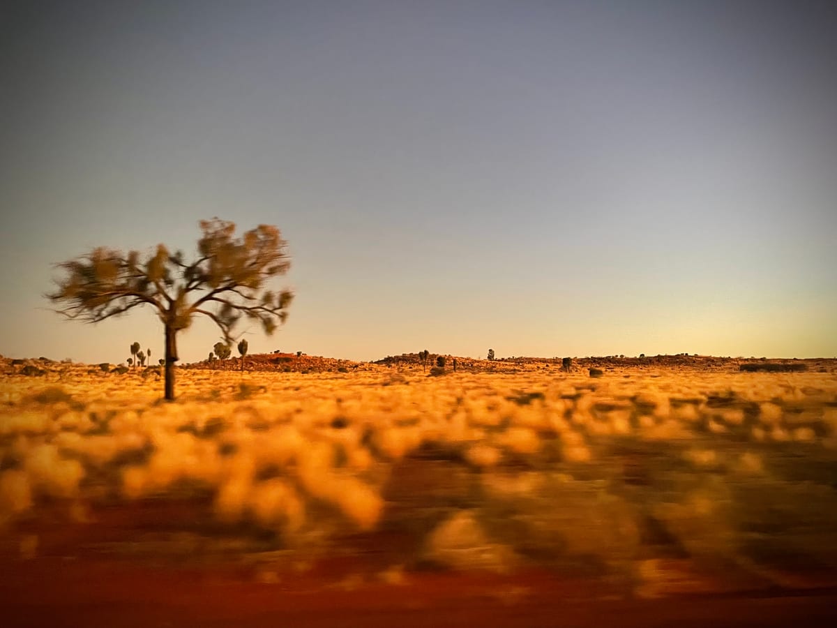 A solitary desert tree on a vast golden plain at low light, the horizon far away.