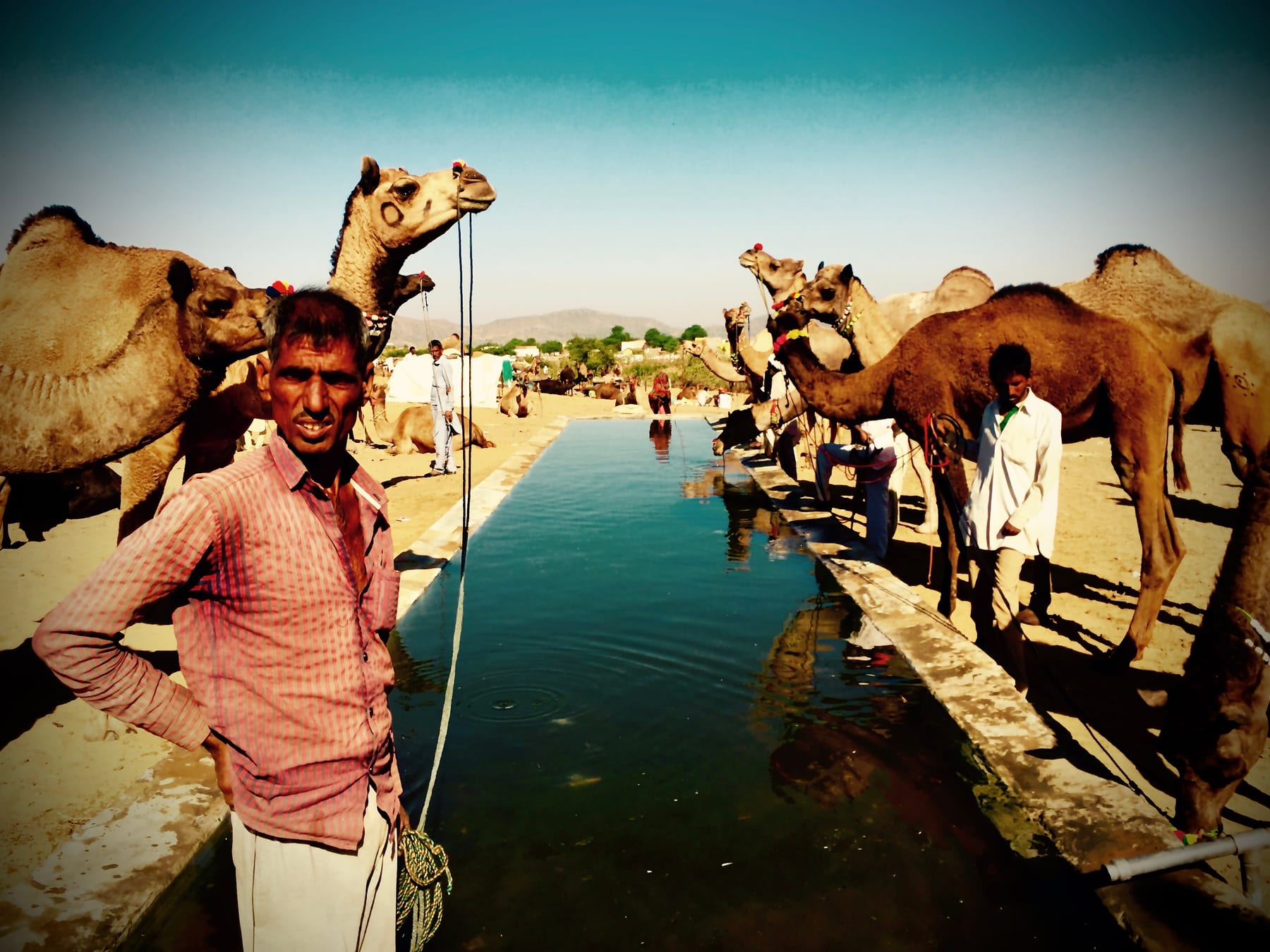 A man stands with camels at the edge of a calm waterway.