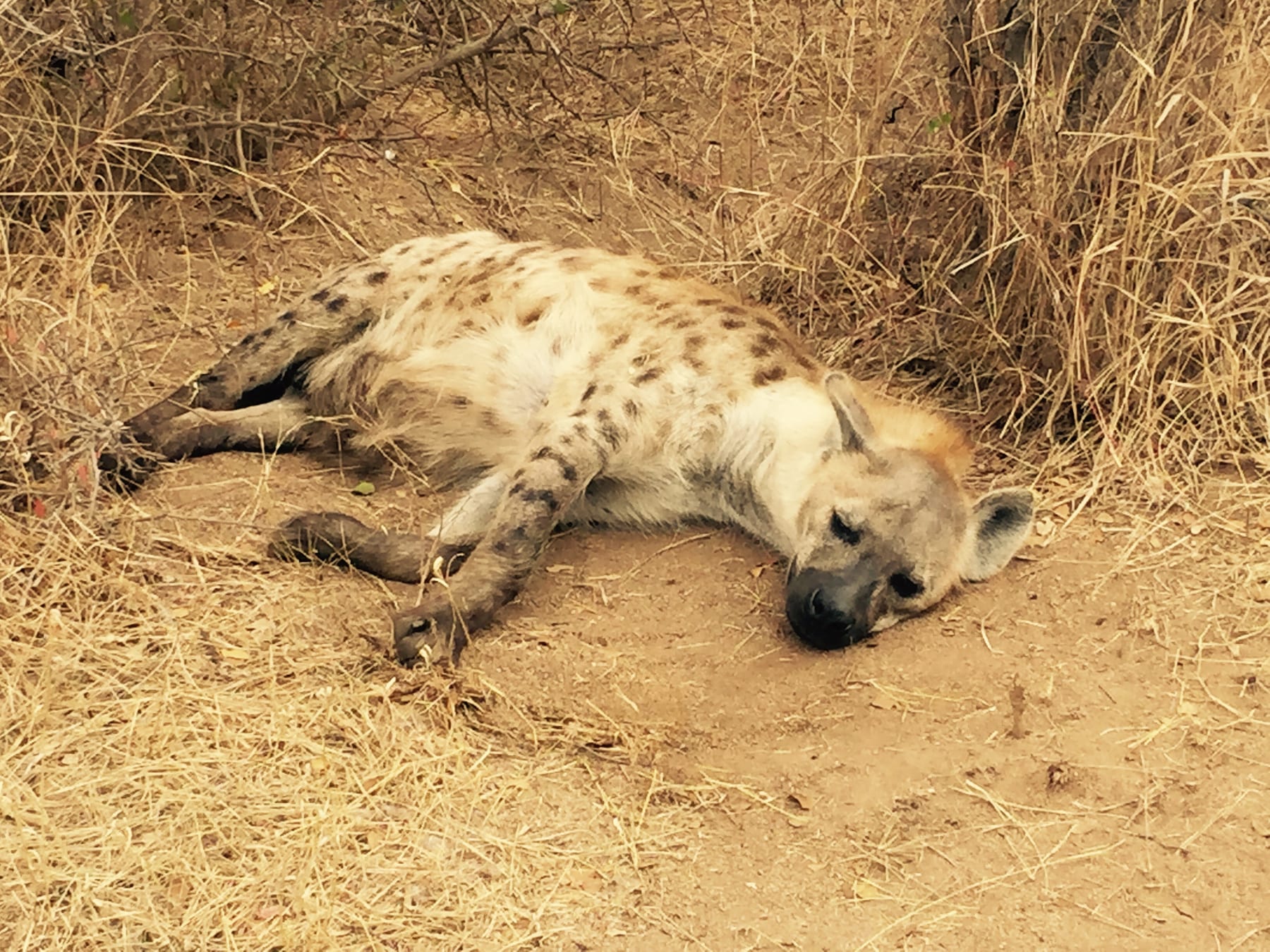 A hyena rests on bare, dry ground in open bush.