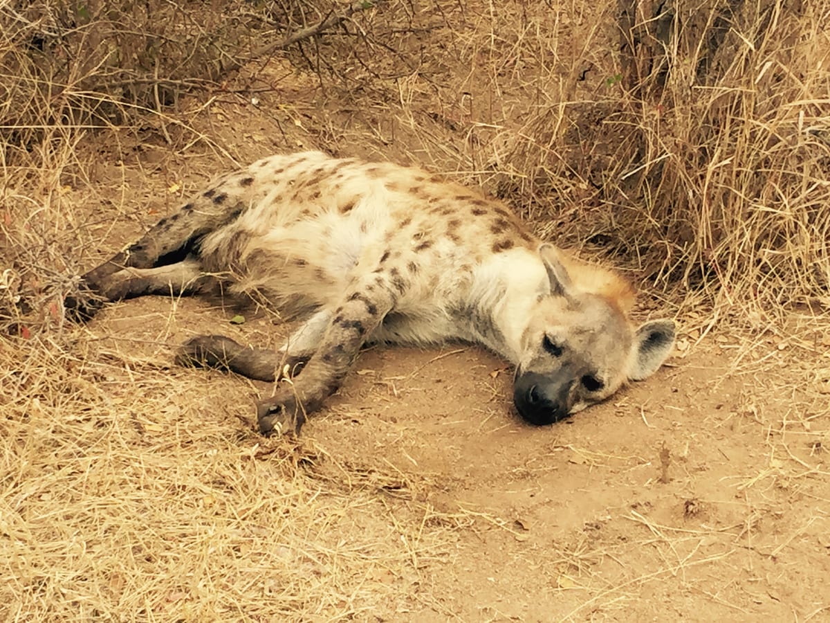 A hyena rests on bare, dry ground in open bush.