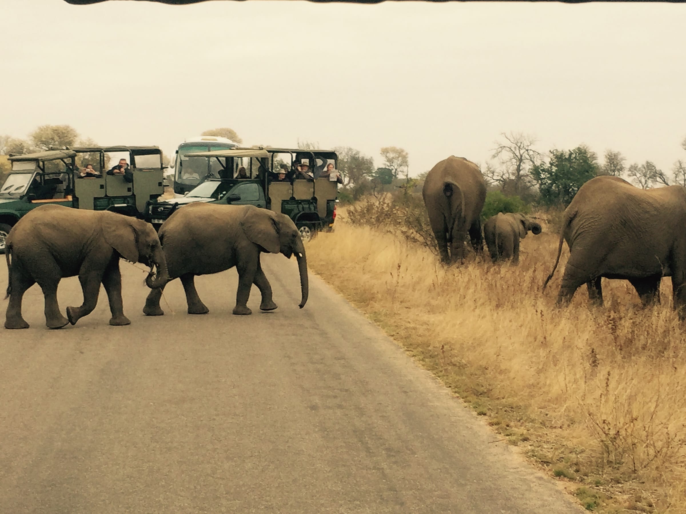 A line of elephants crossing dry bushland in front of stopped safari vehicles.