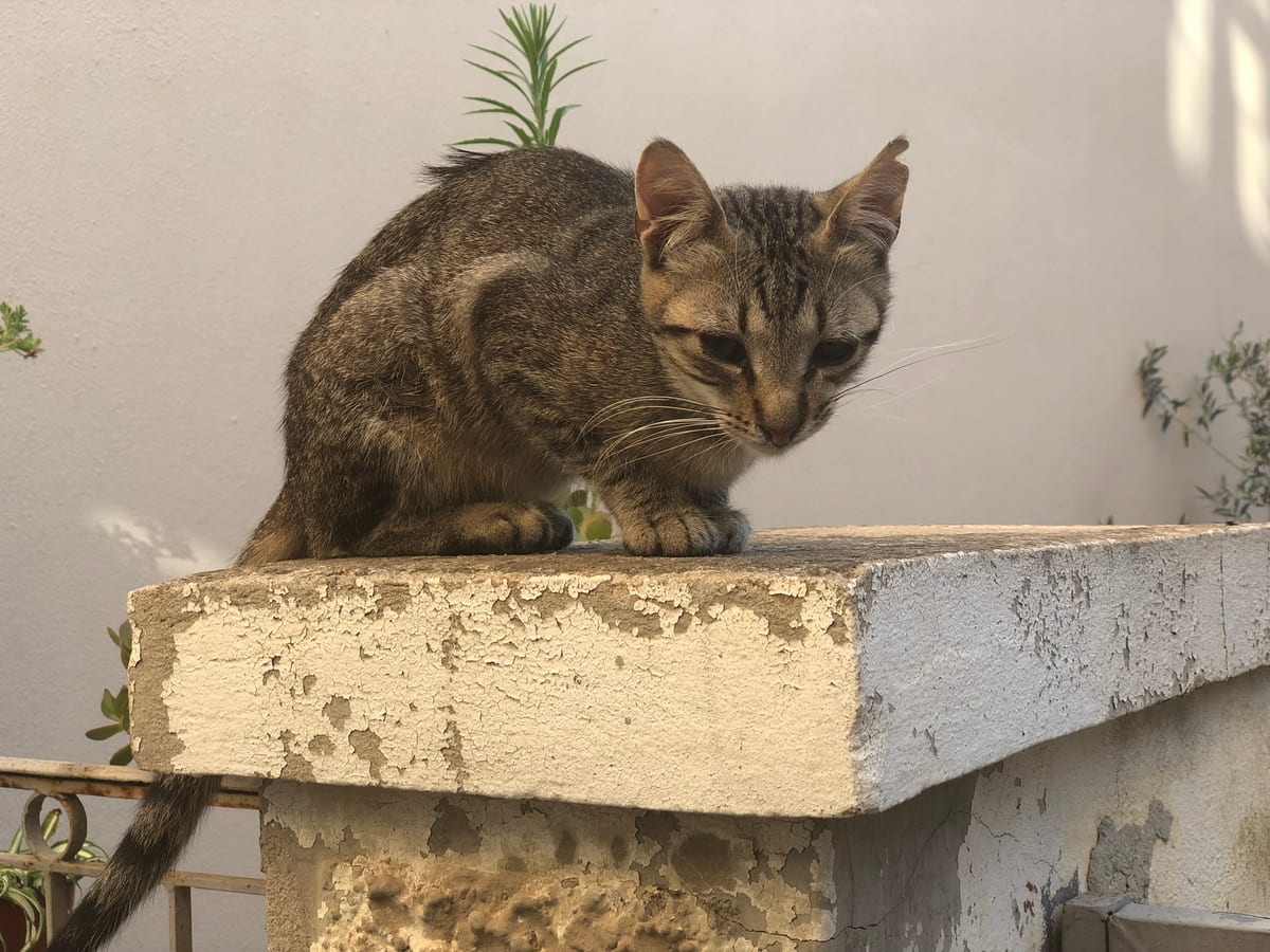 A tabby cat sitting on a whitewashed ledge against a bright wall, looking down.