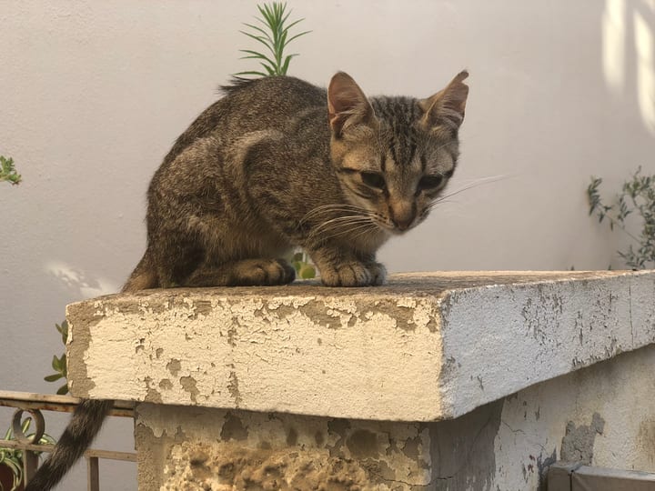 A tabby cat sitting on a whitewashed ledge against a bright wall, looking down.